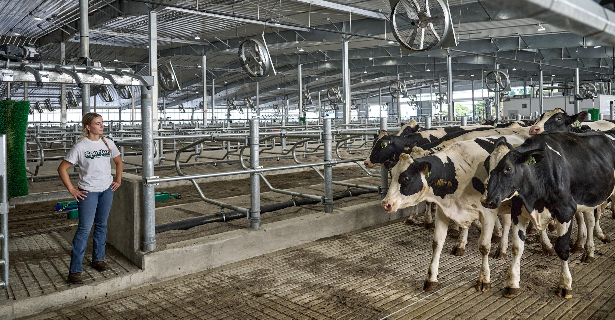 Person standing, watching cows enter new barn